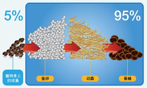 95%的跳蚤族群存在於環境中