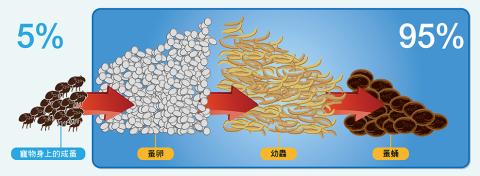 95%的跳蚤族群存在於環境中