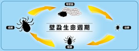 壁蝨是僅次於蚊子最大的疾病傳播病媒